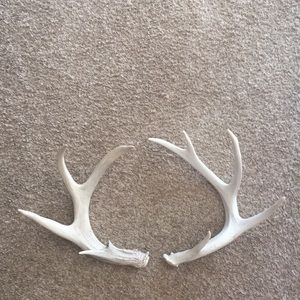 Genuine Wild Deer Antlers
